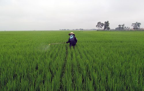Nam Định: Nguy cơ phát sinh dịch bệnh lùn sọc đen trên lúa