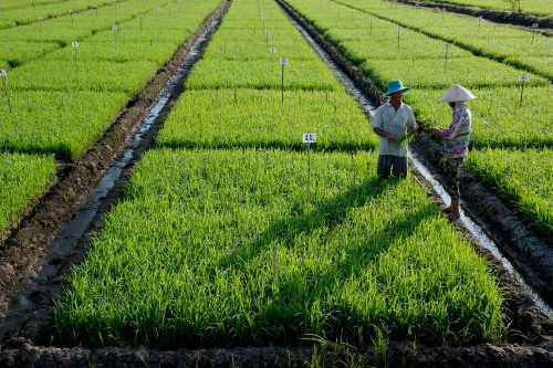 Kiên Giang: Tái cơ cấu ngành nông nghiệp theo hướng phát triển bền vững