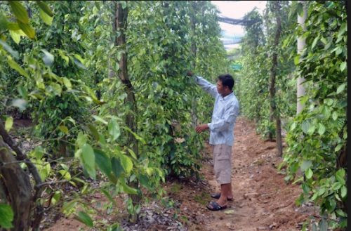 Kiên Giang: Cơ cấu ngành nông nghiệp theo vùng để nâng cao chất lượng sản xuất