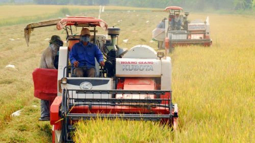 Kiên Giang: Tái cơ cấu lại ngành nông nghiệp gắn với xây dựng nông thôn mới