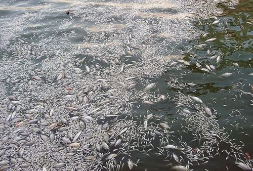 Cá chết ở hồ Tây có thể do biến đổi khí hậu