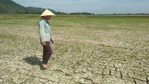 Nắng hạn kéo dài khiến nhiều diện tích cây trồng tại miền Trung bị chết khô