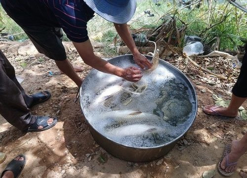 Huế: Nhiều lồng cá trắm nuôi ở sông Bồ bỗng nhiên chết hàng loạt