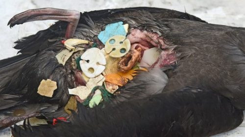 Chim hải âu bỏ mạng vì ăn rác thải nhựa
