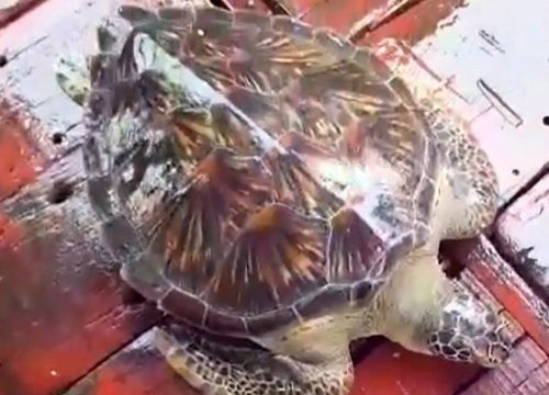 Hà Tĩnh: Thả rùa biển quý hiếm nặng 22kg về môi trường tự nhiên