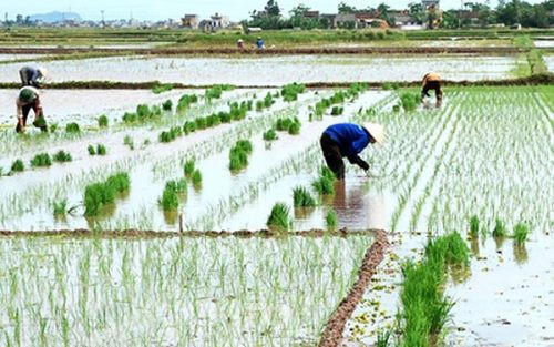 Khẩn cấp triển khai các biện pháp cứu lúa mùa mới gieo cấy