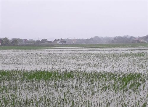 Thanh Hóa: Mưa lớn khiến hơn 13.000ha lúa bị ngập úng