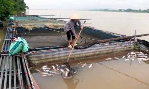 Cá chết hàng loạt tại các lồng nuôi trên sông Đà