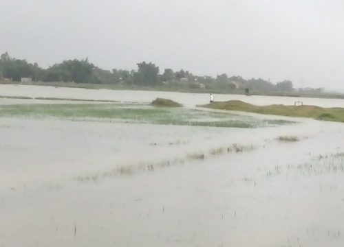 Hà Nội: Gần 700ha lúa bị ngập trắng trong biển nước