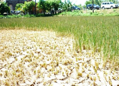 Nắng nóng kéo dài khiền nhiều diện tích lúa hè thu ở Bình Định bị khô hạn