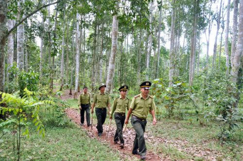Kiên Giang tăng cường bảo vệ và phát triển rừng