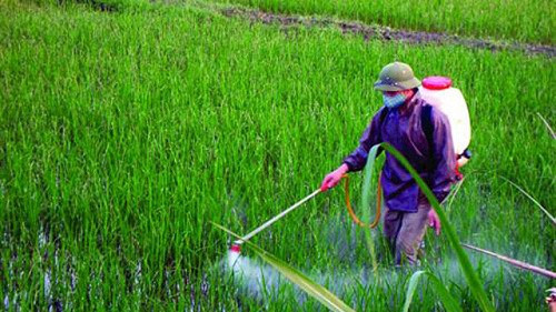 Sâu bệnh gây hại gần 3.000ha lúa hè thu tại Quảng Bình