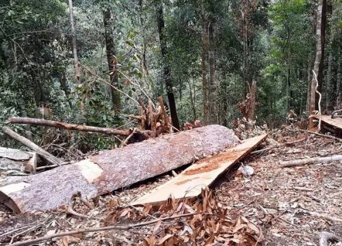 Sẽ khởi tố vụ khai thác trái phép 16 cây gỗ dổi lâu năm tại Bình Định