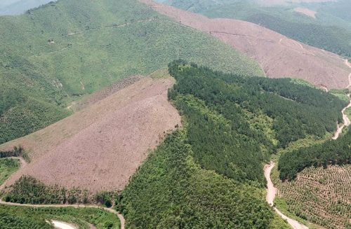 Quảng Ninh tăng cường quản lý, bảo vệ rừng