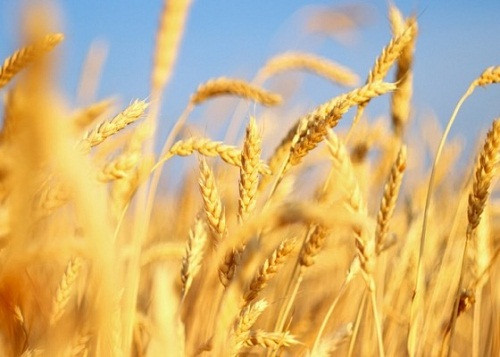 Sản lượng lúa mì giảm thấp nhất trong 6 năm qua do nắng nóng gay gắt