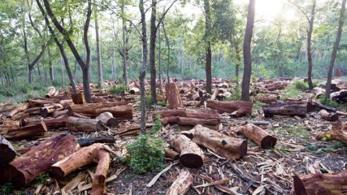 Lâm Đồng thu hồi 84 dự án làm mất 1.157ha rừng