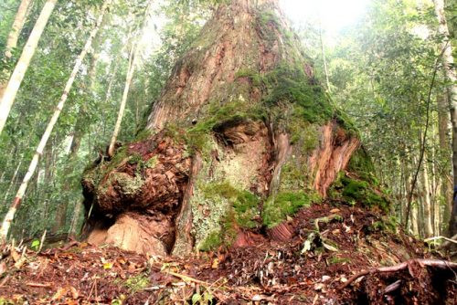 235 cây đỗ quyên cổ thụ được công nhận là Cây di sản Việt Nam