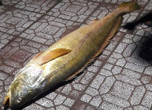 Ngư dân Cà Mau bắt được cá đường quý hiếm nặng hơn 30kg