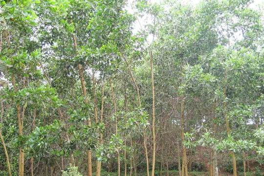 Hà Giang: Người dân xã Phương Độ thu nhập cao từ trồng rừng kinh tế