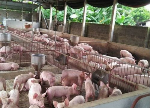 Giá lợn hơi ngày 14/8: giảm gần 3.000 đồng/kg