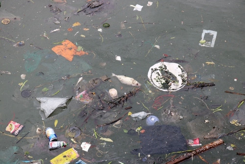 Vịnh Cát Bà, Hải Phòng: Ngập rác thải, cá chết
