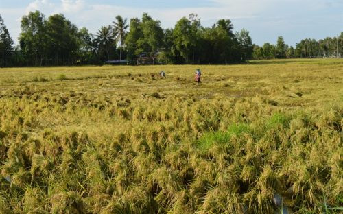 Hơn 10 ngàn ha lúa tại Kiên Giang bị ngập úng do mưa bão