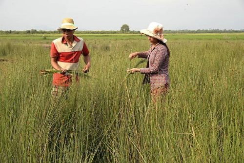 Kiên Giang: Cấp thiết bảo tồn hệ sinh thái đồng cỏ bàng Phú Mỹ