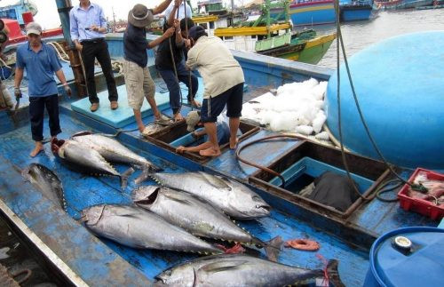 Tìm giải pháp chống khai thác hải sản bất hợp pháp