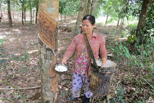 Thừa Thiên – Huế: Mủ cao su rớt giá, người dân “lao đao”