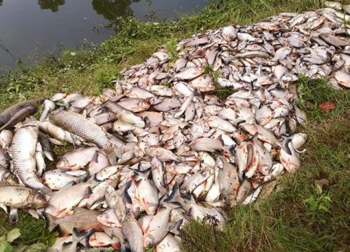 Cá liên tục chết hàng loạt quanh bãi rác Nam Sơn
