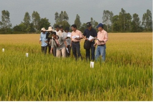 Kiên Giang: Tăng cường công tác quản lý lúa giống phân bón và thuốc bảo vệ thực vật