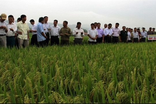 Vĩnh Thuận, Kiên Giang: Tái cơ cấu ngành nông nghiệp theo hướng phát triển bền vững
