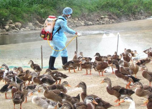 Cả nước còn có một ổ dịch cúm gia cầm A/H5N6 tại Nghệ An