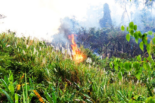 Khánh Hòa: Thời tiết hanh khô, khoảng 100ha rừng phòng hộ bốc cháy