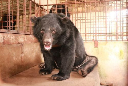 Người dân tự nguyện giao 5 cá thể gấu cho trung tâm bảo tồn