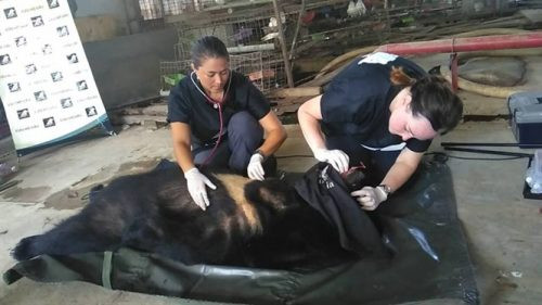 Tiền Giang: Animals Asia cứu hộ 5 cá thể gấu ngựa
