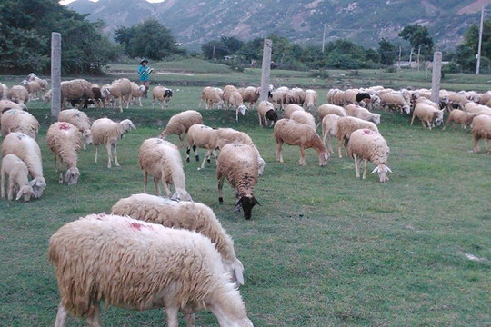 Phát triển chăn nuôi dê, cừu thích ứng với biển đổi khí hậu