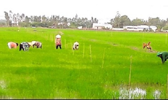 Vĩnh Thuận, Kiên Giang: Hiệu quả của tái cơ cấu sản xuất nông nghiệp