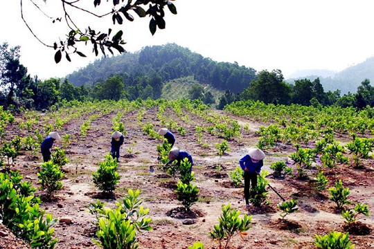 Khai thác diện tích rừng trồng toàn quốc tăng gần 5%
