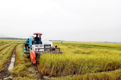 Khẩn trương thu hoạch trên 4.500ha lúa chạy lụt