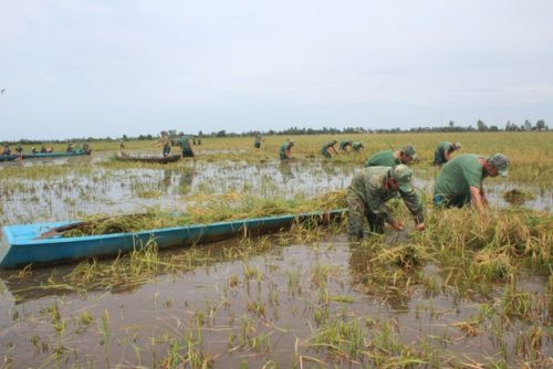 Nước lũ đe dọa hơn 40.000ha lúa ở Kiên Giang