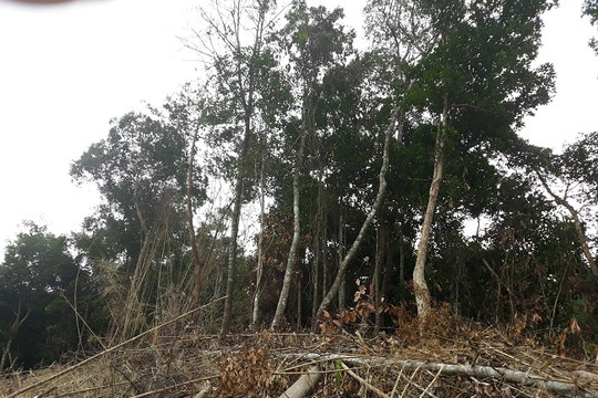 Bắc Giang: Hình phạt thích đáng cho những “kẻ” phá rừng