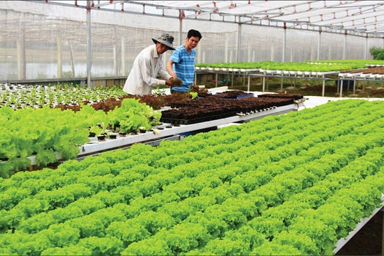 Liên kết trong tiêu thụ nông sản: Giúp nền nông nghiệp phát triển bền vững