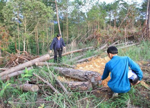 Đình chỉ Phó Chủ tịch xã vì liên quan chuyện phá rừng ở Lâm Đồng