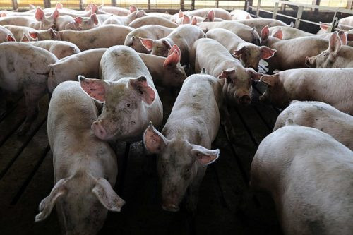 Chặn dịch tả lợn châu Phi vào Việt Nam: Bộ NN-PTNT đưa công điện khẩn cấp