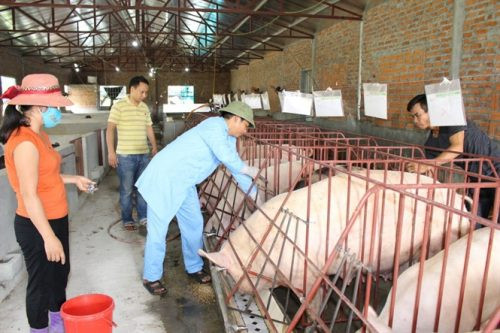 Dịch tả lợn Châu Phi “đe dọa” Việt Nam