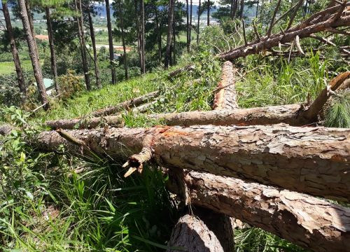 Lâm Đồng: Rừng thông bị tàn phá dữ dội