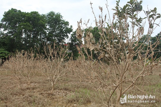 Hàng trăm cây bưởi ở Con Cuông nguy cơ mất trắng do ngập lụt