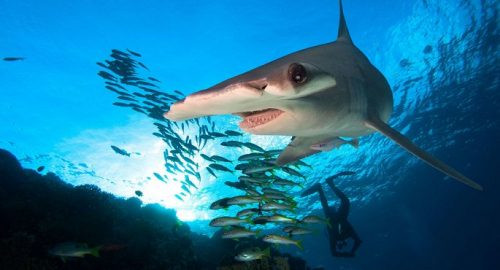 Mỹ: Loài cá mập ăn thực vật đầu tiên trên thế giới