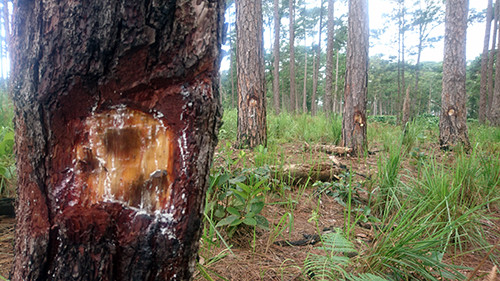 Lâm Đồng: Khu rừng thông ba lá bị đầu độc